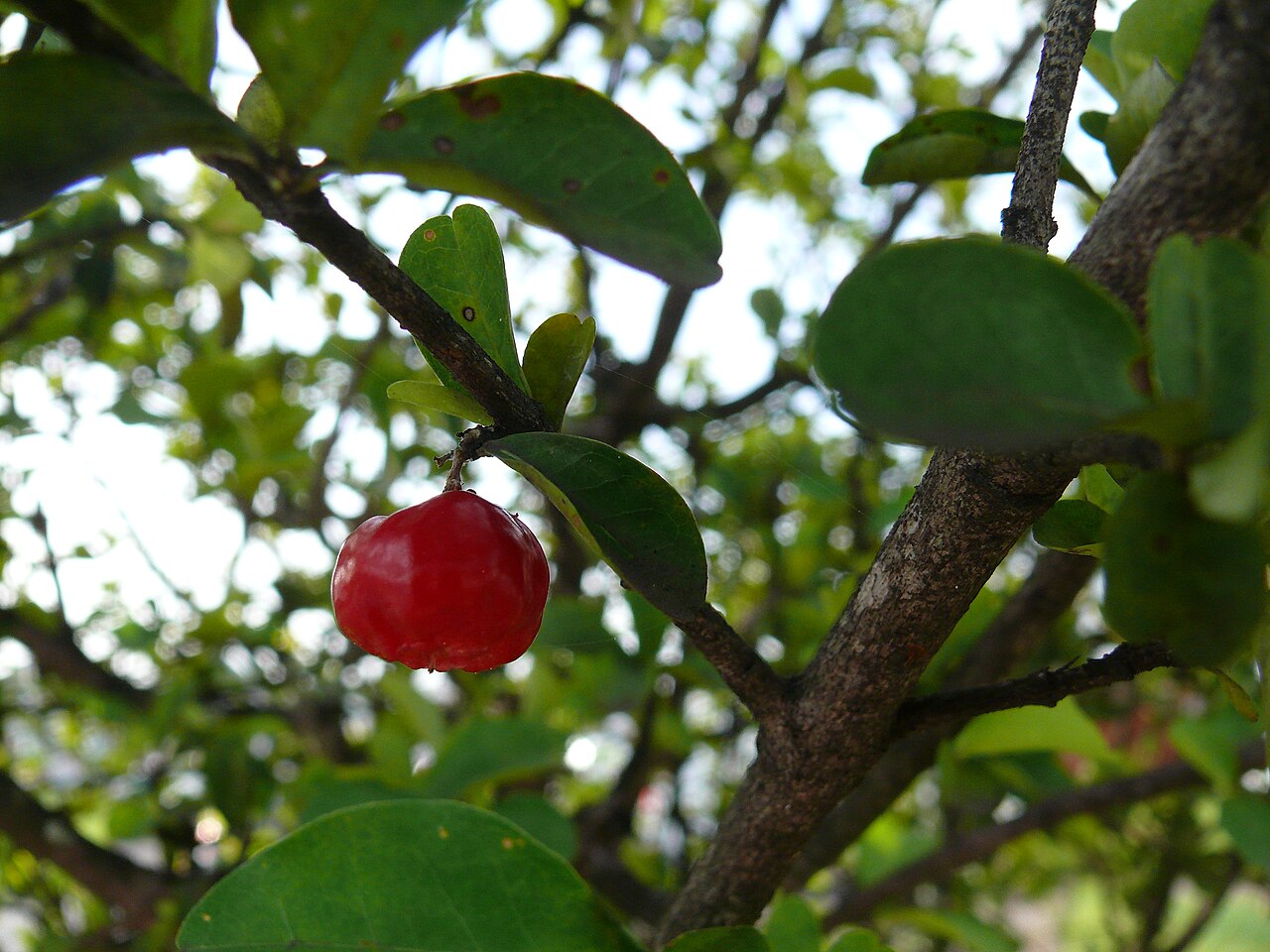 Acerola - Malpighia glabra (acerola) fruit.