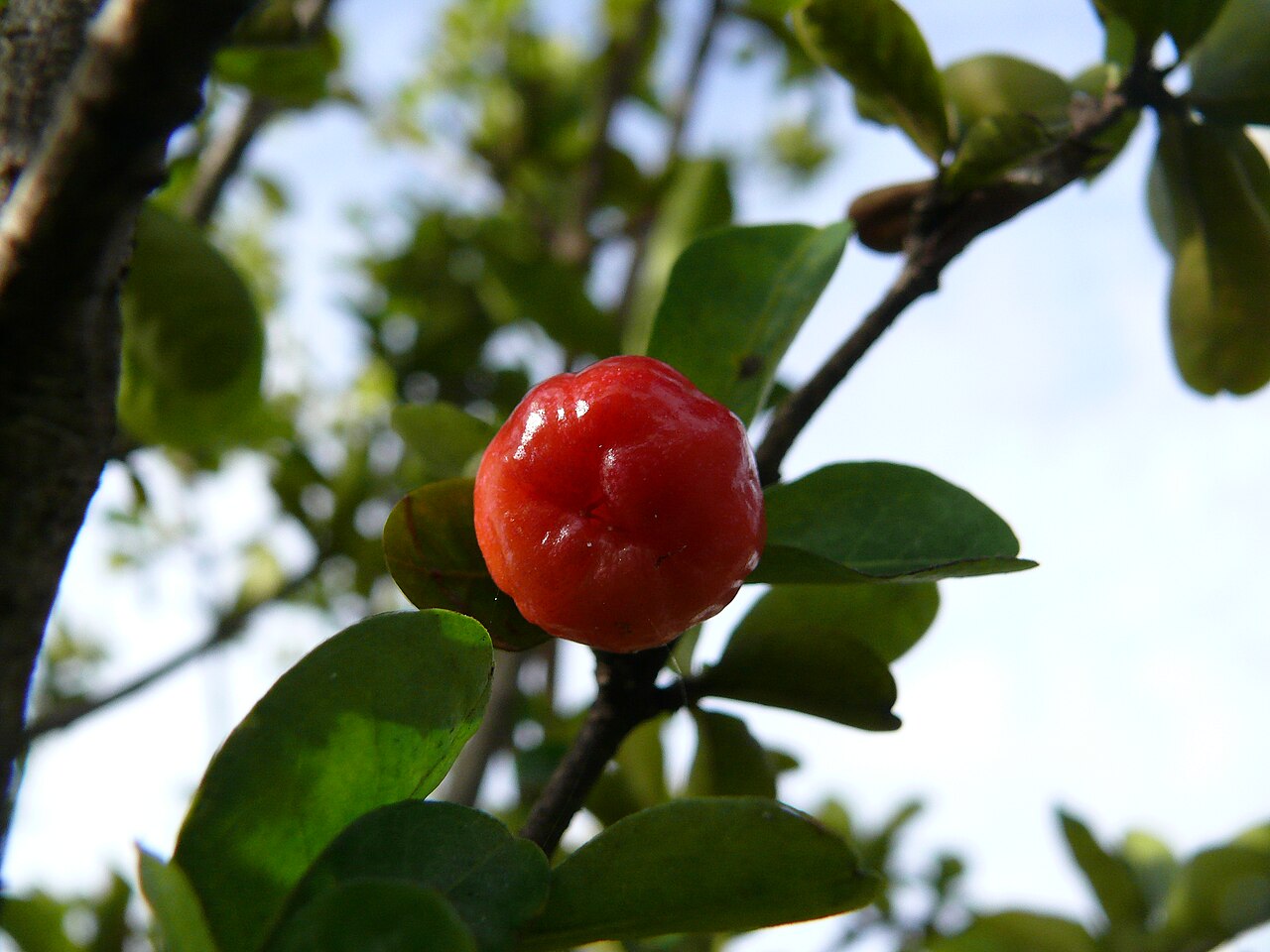 Acerola - Malpighia glabra (acerola) fruit.