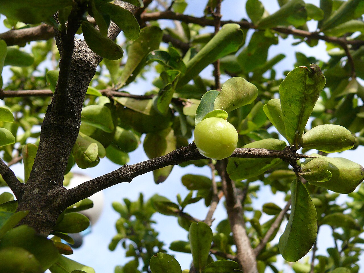 Acerola - Malpighia glabra (acerola) fruit, not yet ripe.