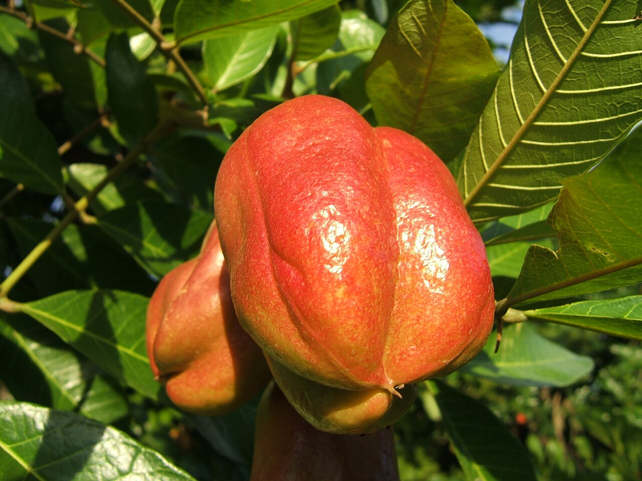 Ackee - Photo of closed Ackee (Blighia sapida) fruit on tree