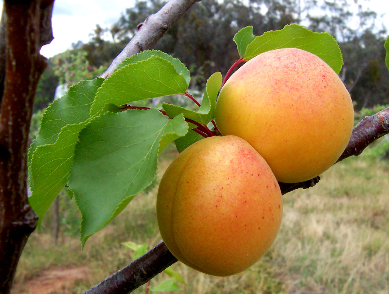 Apricot - Apricots