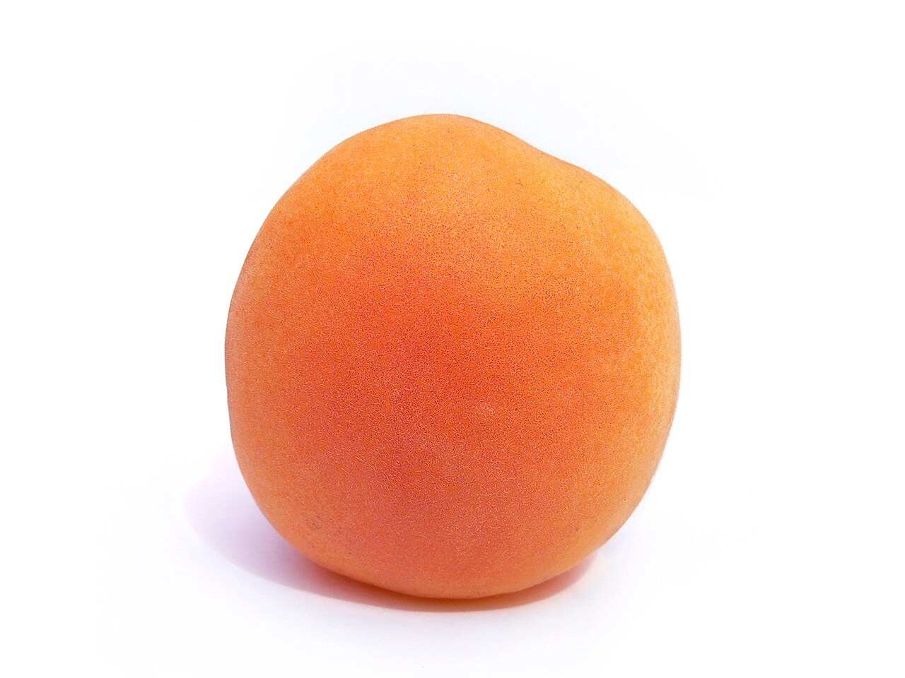 Apricot - An Apricot fruit, Prunus armeniaca, set on a white background.