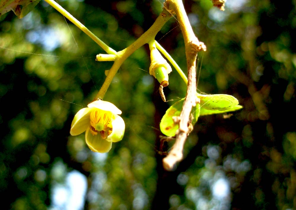Bael - കൂവളം‌പൂവ്