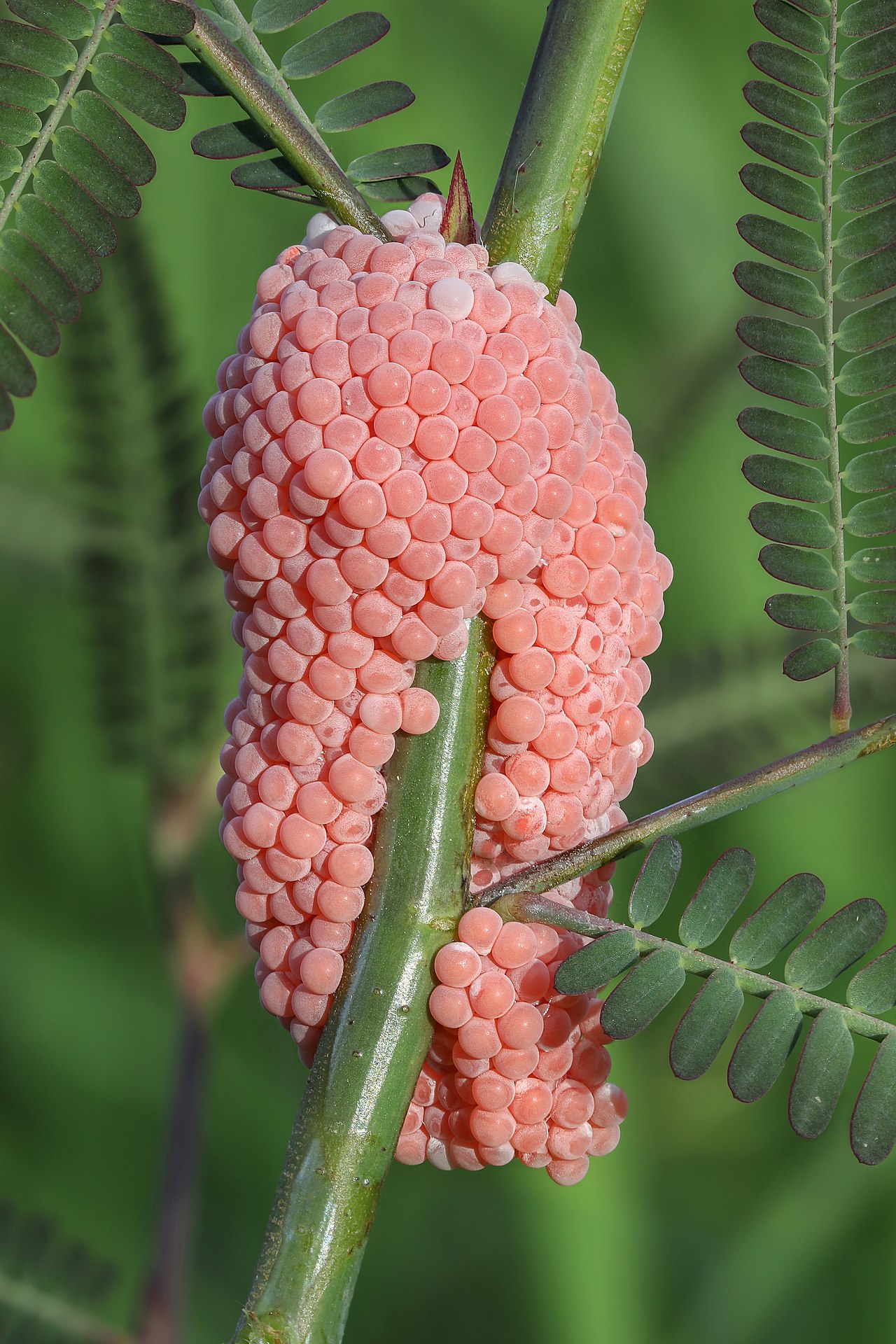 Bael - Golden apple snail pink eggs on a stem, in a rice field at golden hour, in Don Det, Si Phan Don, Laos. Focus stacking from 9 pictures.