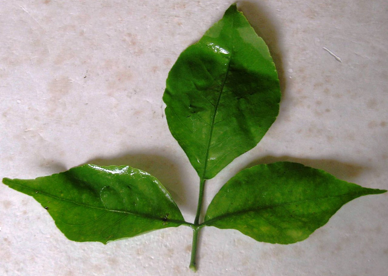 Bael - A trifoliate bael  (Aegle marmelos) leaf.