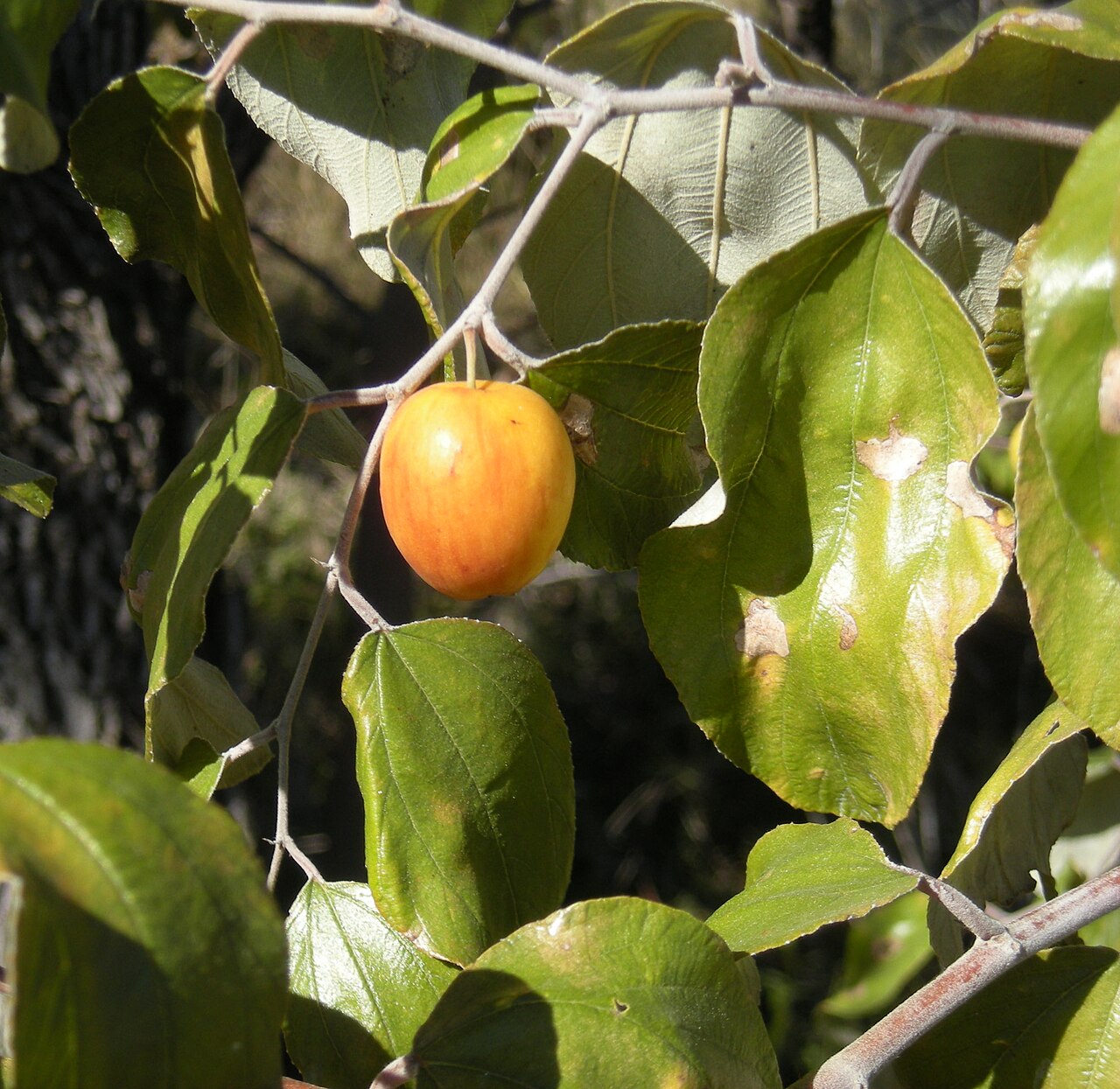 Ber - Ziziphus mauritiana fruit and foliage, Mount Archer National Park, Rockhampton
