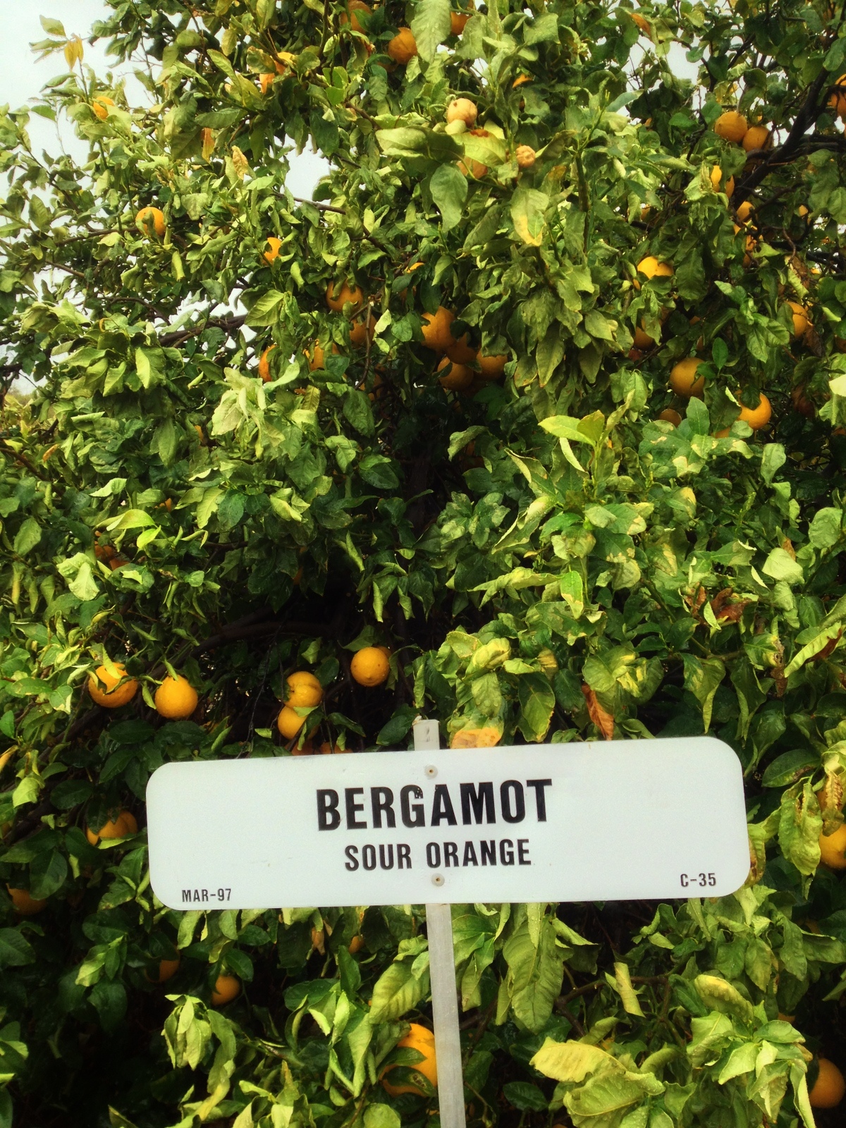 Bergamot - So I trotted out to the fields, and,  indeed got sopping wet and muddy. The challenging part of picking citrus in the rain is that every time you pull down the fruit, you are tipping all the leaves down towards yourself, dumping all their little troughs of collected water right onto  your