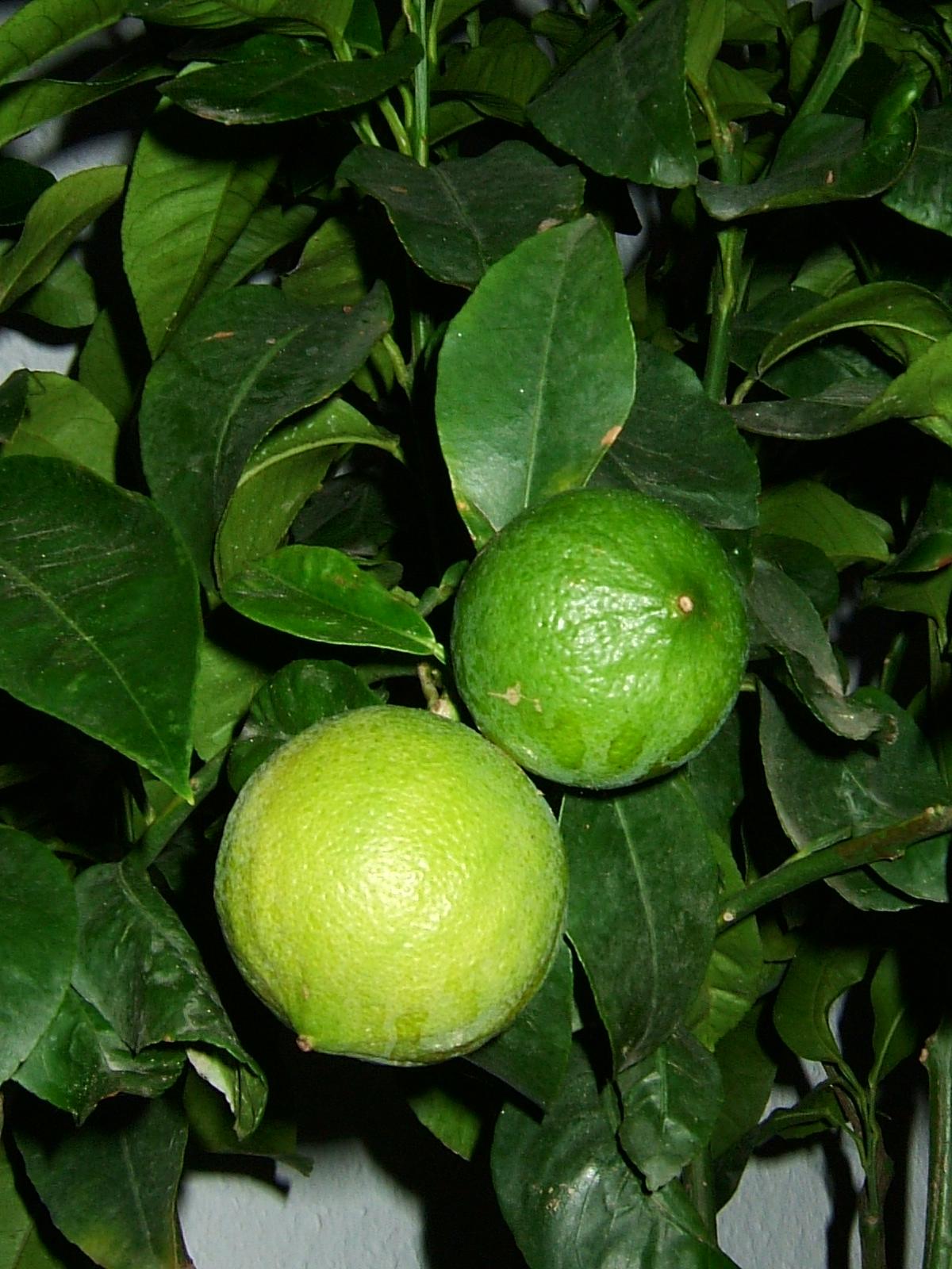 Bergamot - fruit