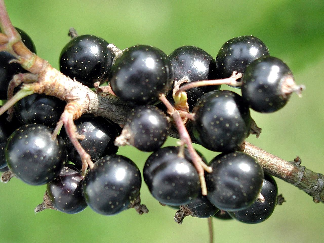 Black Currant - Image title: Black currant fruit
Image from Public domain images website, http://www.public-domain-image.com/full-image/flora-plants-public-domain-images-pictures/fruits-public-domain-images-pictures/black-currant-fruit.jpg.html