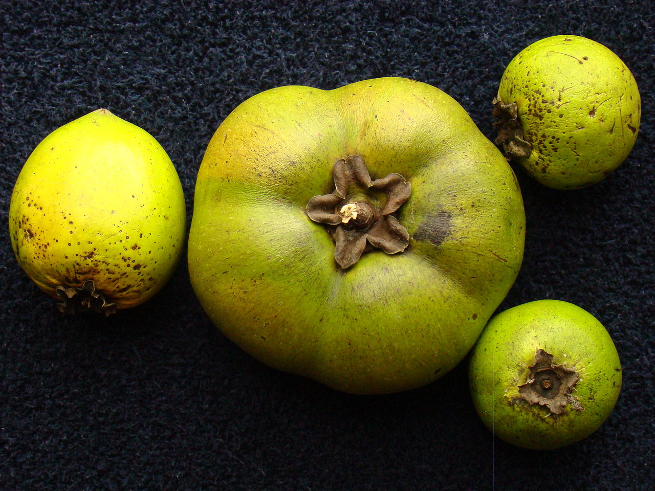 Black Sapote - A ripe, jumbo and seedless Black Sapote (Diospyros digyna / Ebenaceae) from a seedling tree in Palm Bay, Florida, compared with three common Black Sapotes from three different trees.