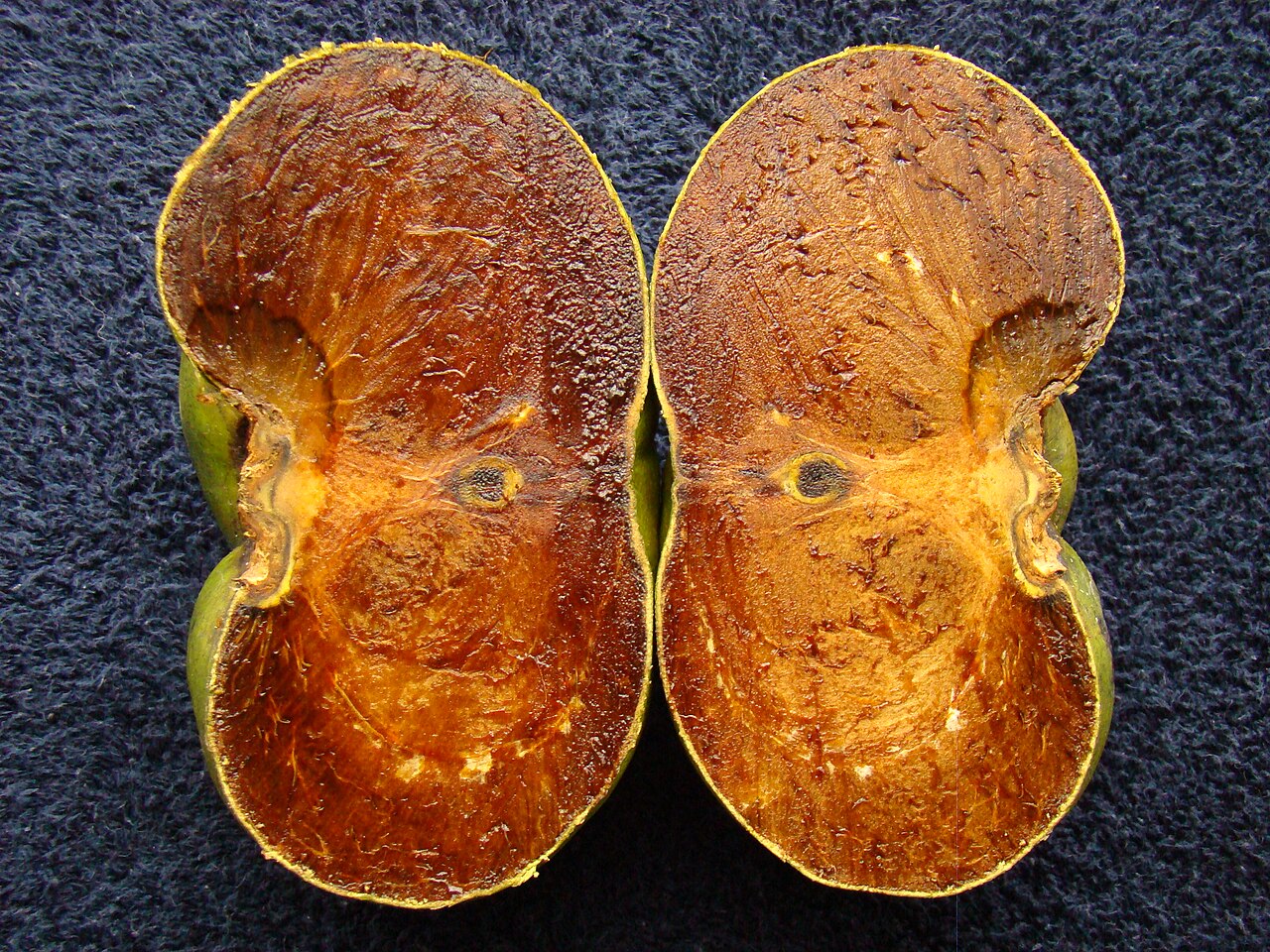 Black Sapote - A ripe, jumbo and seedless Black Sapote (Diospyros digyna / Ebenaceae) from a seedling tree in Palm Bay, Florida, is shown here cut in half vertically.