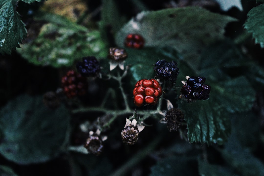 Blackberry - a close up of a plant with berries on it