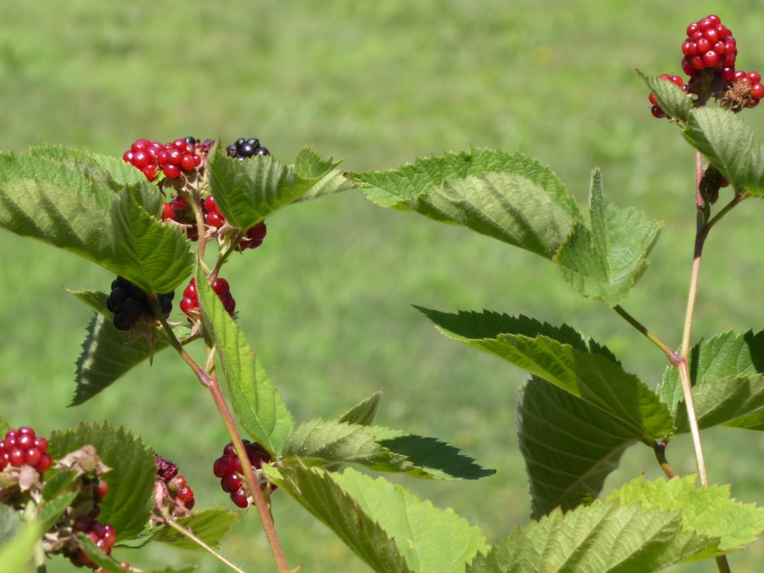 Blackberry - A close up of a plant with berries on it