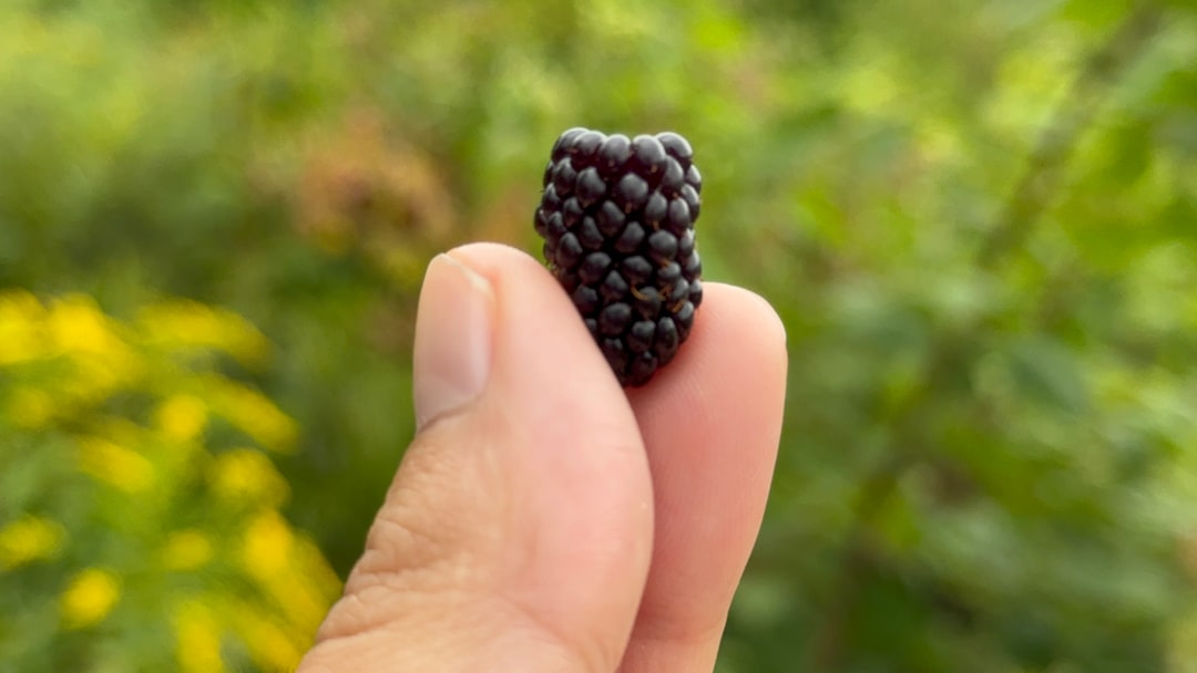 Blackberry - A hand holding a tiny black berry in it's palm