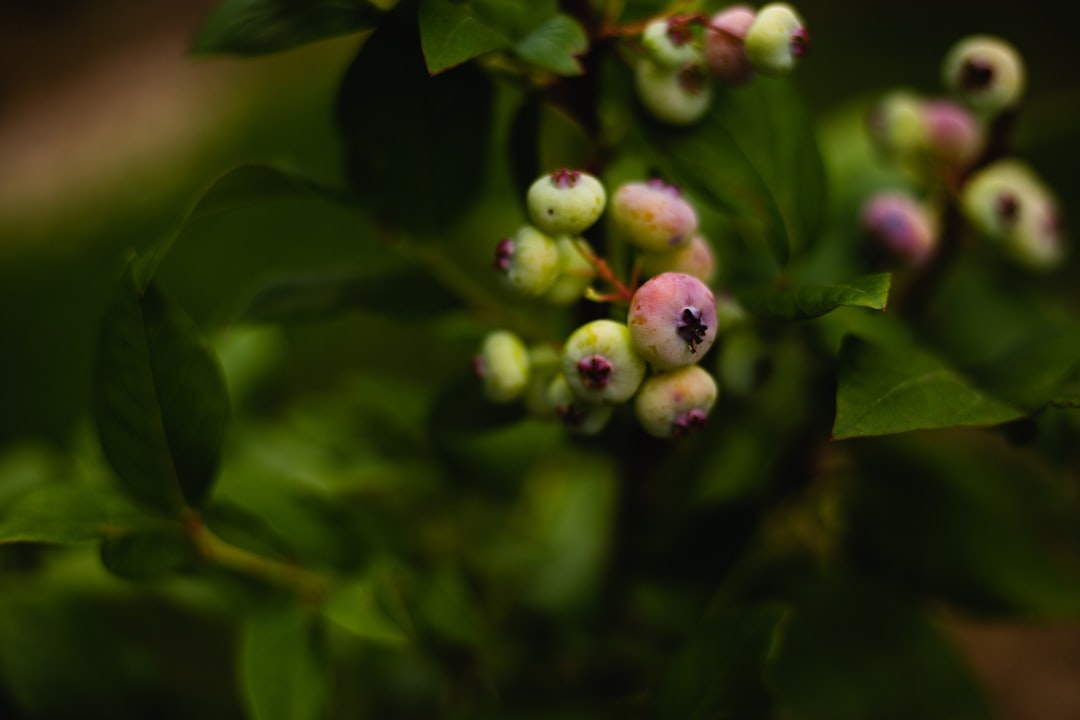 Blueberry - green and pink flower buds