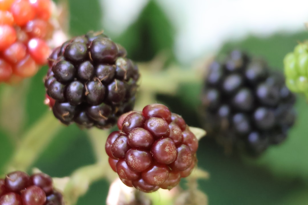 Boysenberry - A close up of a bunch of berries on a plant