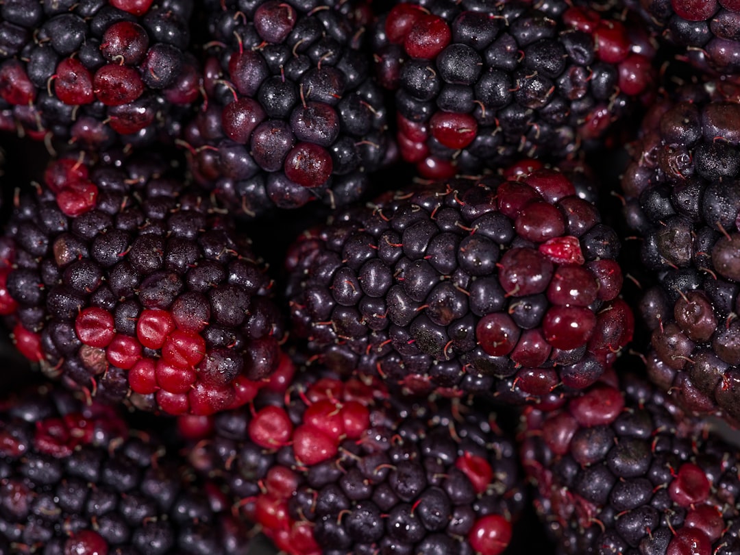 Boysenberry - Close-up of ripe blackberries with red undertones.