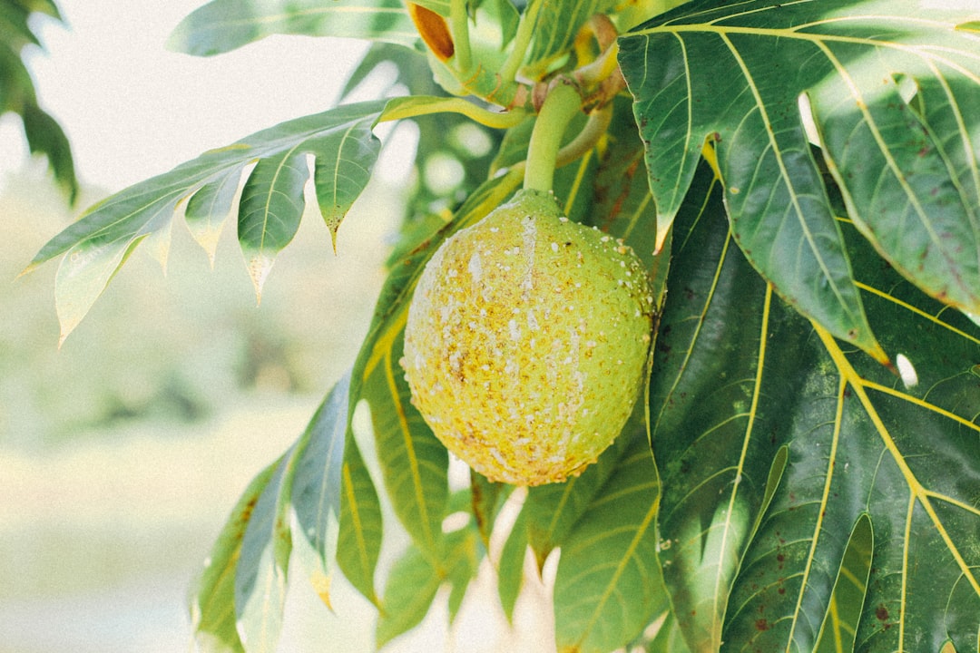 Breadfruit - green fruit on tree during daytime