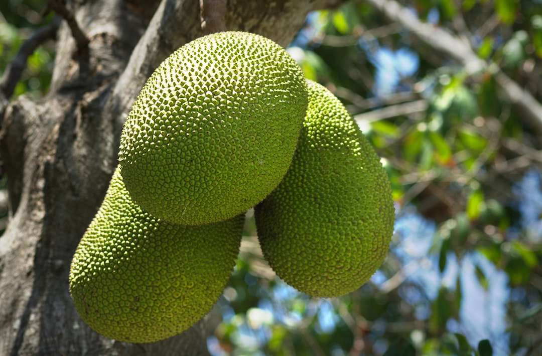 Breadfruit - A bunch of green fruit hanging from a tree