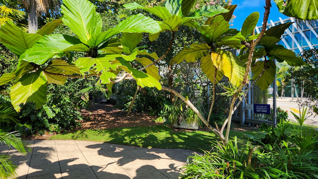 Breadfruit - A walkway surrounded by lush green trees and plants