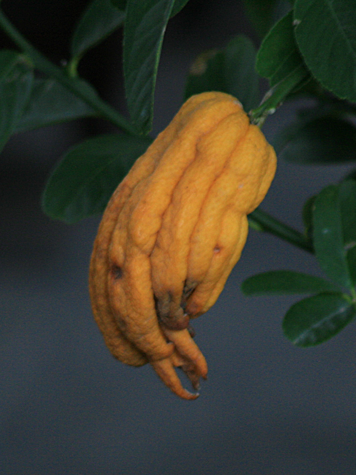 Buddha's Hand - fruit