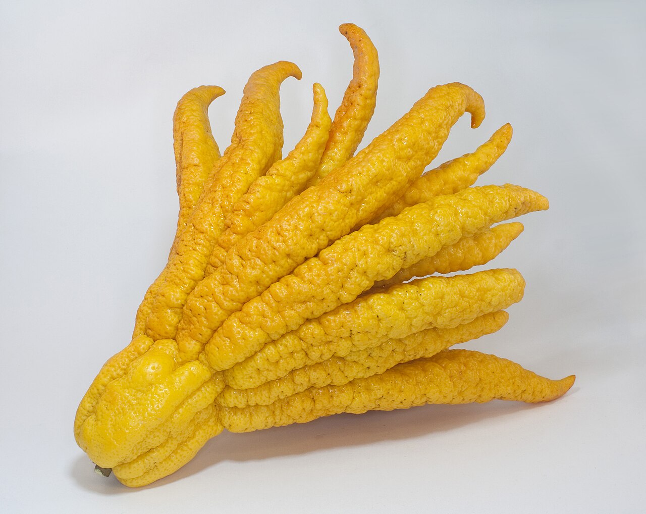 Buddha's Hand - Buddha's hand fruit