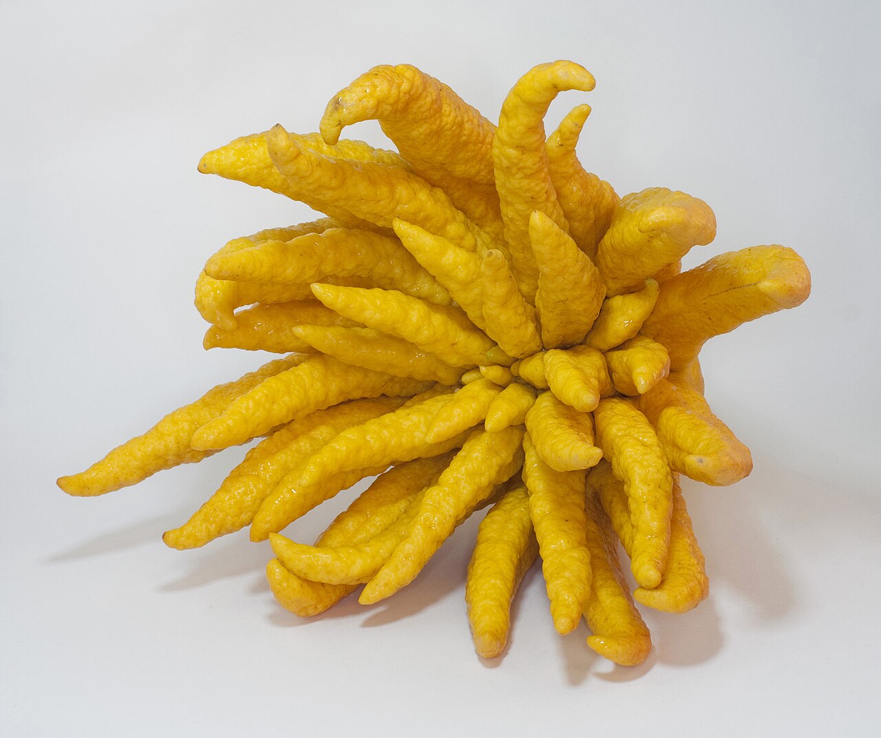 Buddha's Hand - Buddha's hand fruit