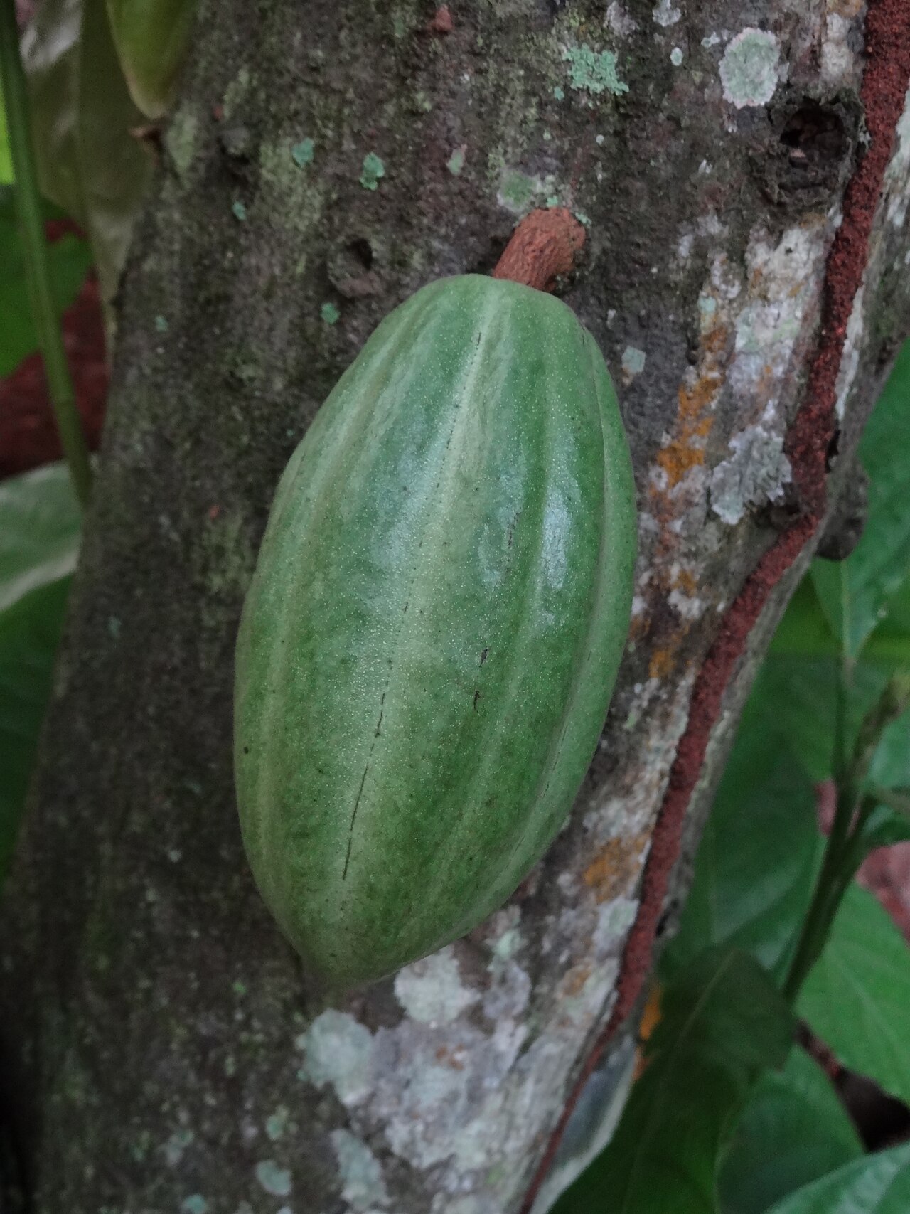Cacao - This is an image of food from