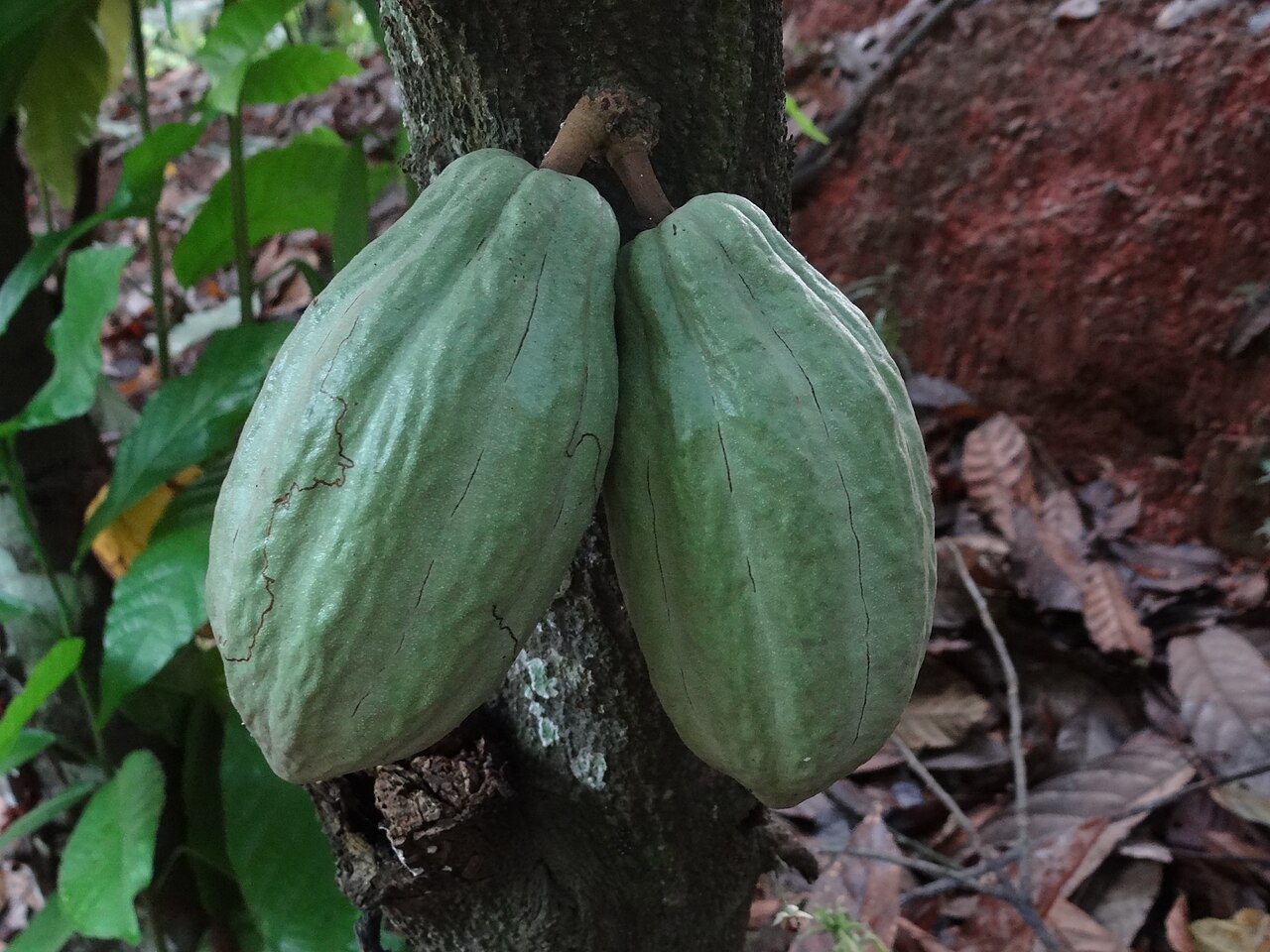 Cacao - This is an image of food from