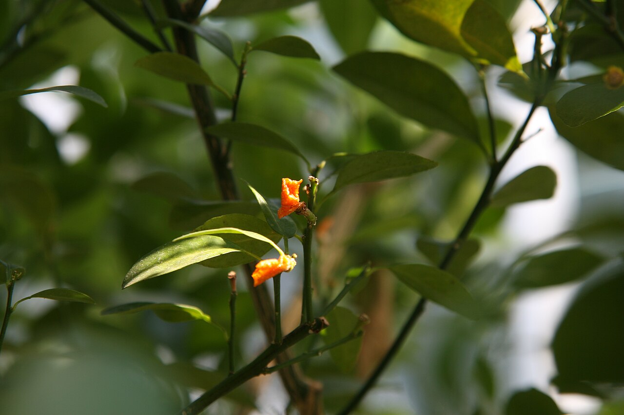 Calamansi - Location taken: Longwood Gardens, Kennett Square, Pennsylvania.. Names: Citrofortunella microcarpa (Bunge) Wijnands, Calamondin, Calamondin Orange, Calamondinorange, Citrofortunella microcarpa, Kalamansi, Kalamondin, Kalamondino, Limau kesturi, Каламондин, มะปี๊ด, カラマンシ Classification: P