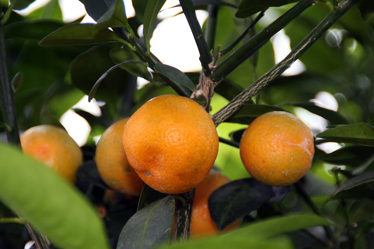 Calamansi - Location taken: Longwood Gardens, Kennett Square, Pennsylvania.. Names: Citrofortunella microcarpa (Bunge) Wijnands, Calamondin, Calamondin Orange, Calamondinorange, Citrofortunella microcarpa, Kalamansi, Kalamondin, Kalamondino, Limau kesturi, Каламондин, มะปี๊ด, カラマンシ Classification: P