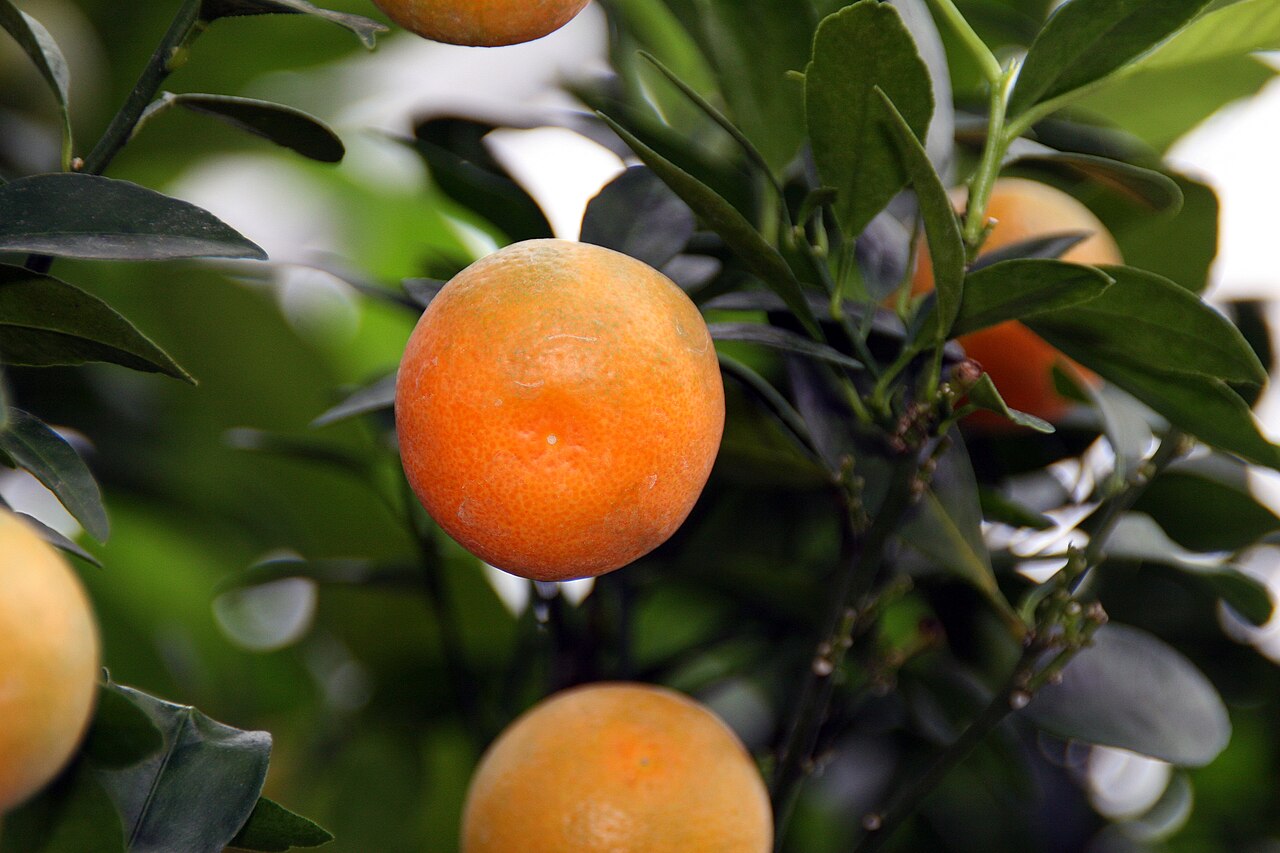 Calamansi - Location taken: Longwood Gardens, Kennett Square, Pennsylvania.. Names: Citrofortunella microcarpa (Bunge) Wijnands, Calamondin, Calamondin Orange, Calamondinorange, Citrofortunella microcarpa, Kalamansi, Kalamondin, Kalamondino, Limau kesturi, Каламондин, มะปี๊ด, カラマンシ Classification: P