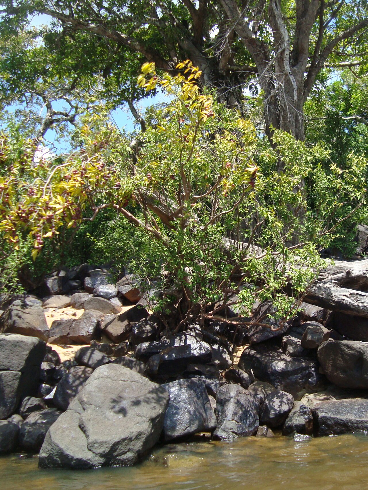 Camu Camu - Myrciaria dubia