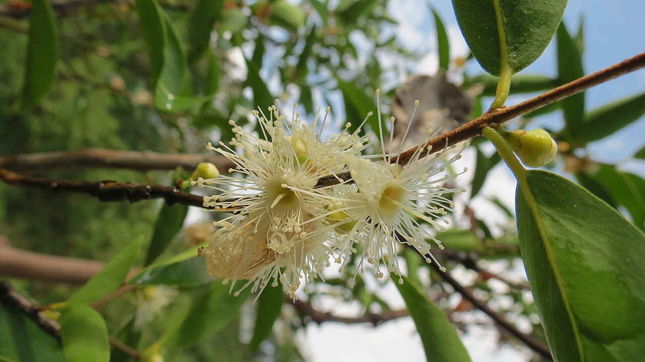 Camu Camu - Myrciaria dubia, popularmente conhecido como camu-camu, da família Myrtaceae.