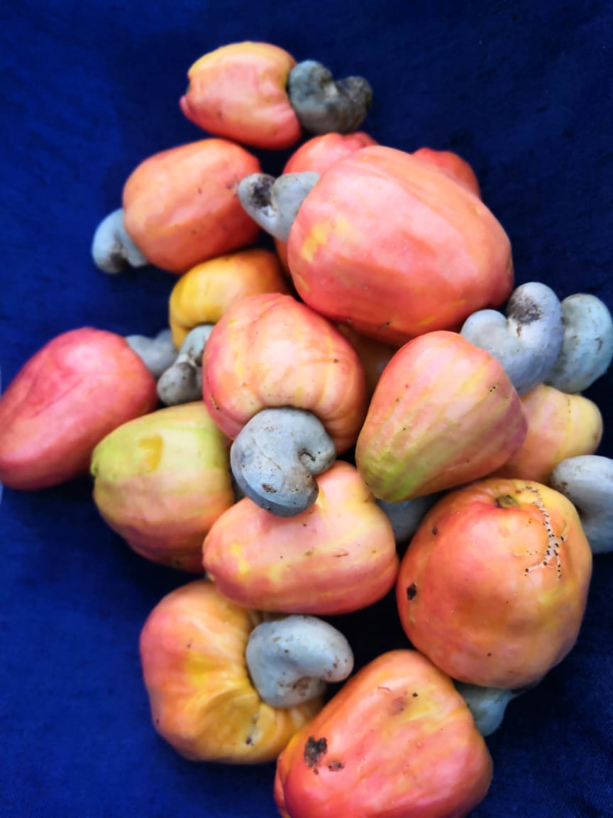 Cashew Apple - Aanacardium occidentale