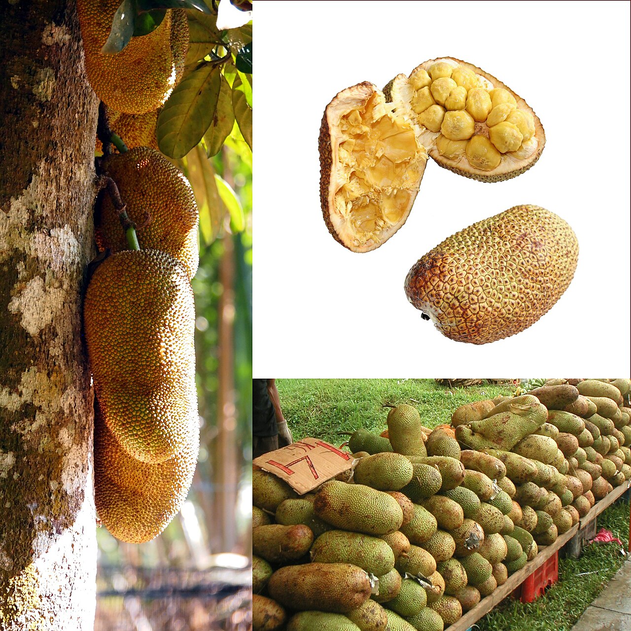Cempedak - Chempedak (chlebowiec chempedak Artocarpus integer). Ilustracja podręcznika Owoce.