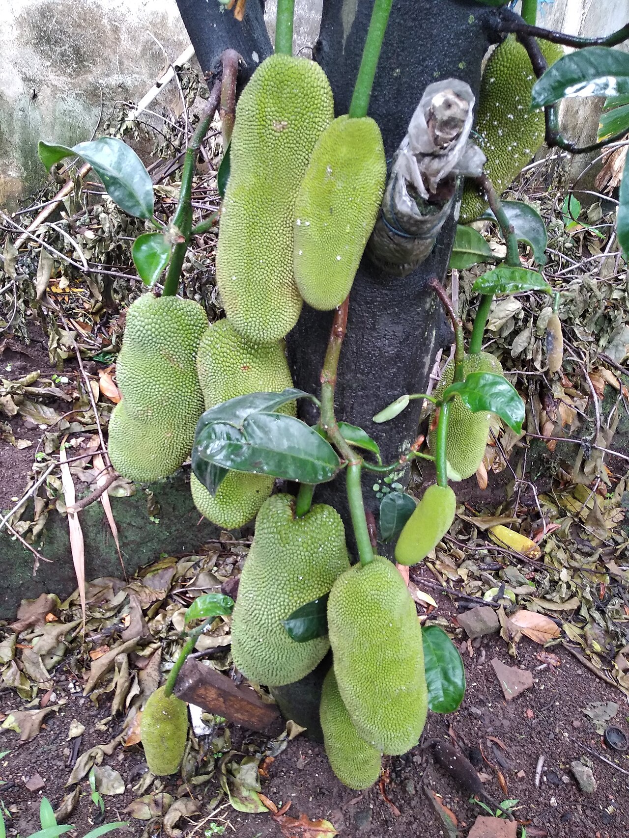 Cempedak - Pohon Cempedak