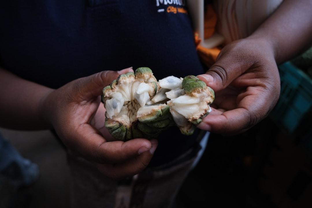Cherimoya - Hands holding a split soursop fruit