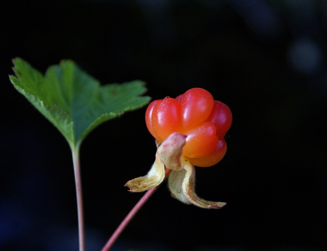 Cloudberry - Molte - Cloudberry - Rubus chamaemorus
And here is the flower, taken earlier this year:
www.flickr.com/photos/randihausken/2561362864/