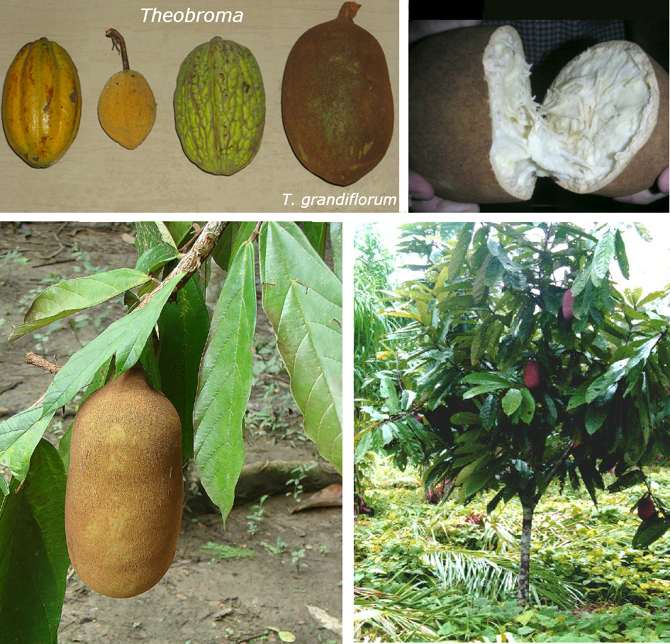 Cupuacu - Upper left photo: Frutis from 4 Theobroma species, from left to right: T. cacao, T. speciosum, T. bicolor, and the amphisarca of T. grandiflorum. The rest of the photos are from T. grandiflorum.