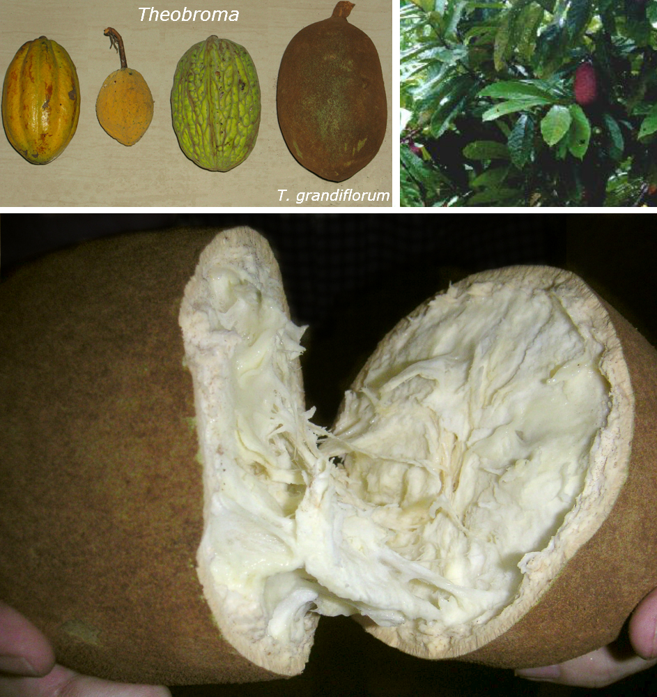 Cupuacu - Upper left photo: Frutis from 4 Theobroma species, from left to right: T. cacao, T. speciosum, T. bicolor, and the amphisarca of T. grandiflorum. The rest of the photos are T. grandiflorum.