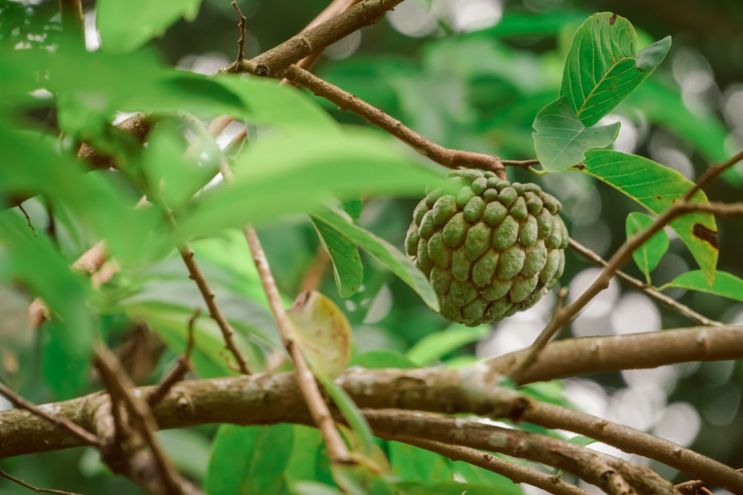 Custard Apple - a green fruit hanging from a tree branch