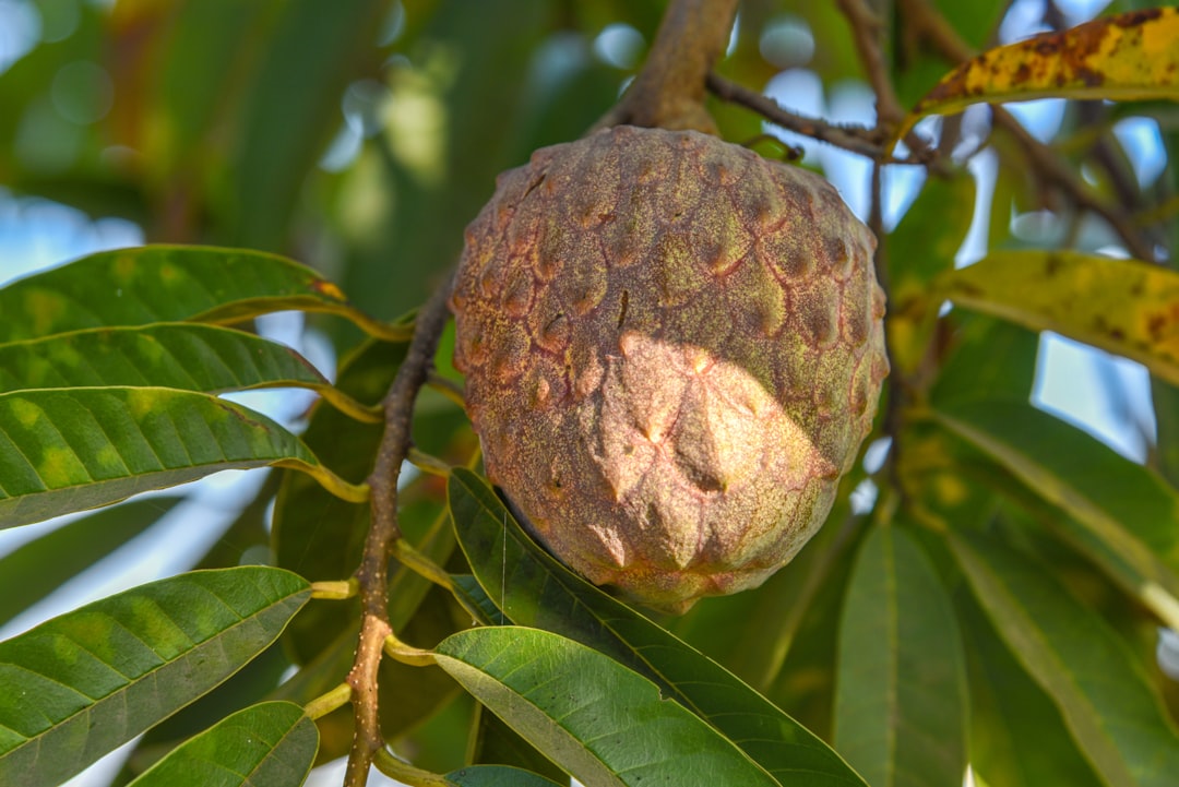Custard Apple - a fruit hanging from a tree with leaves