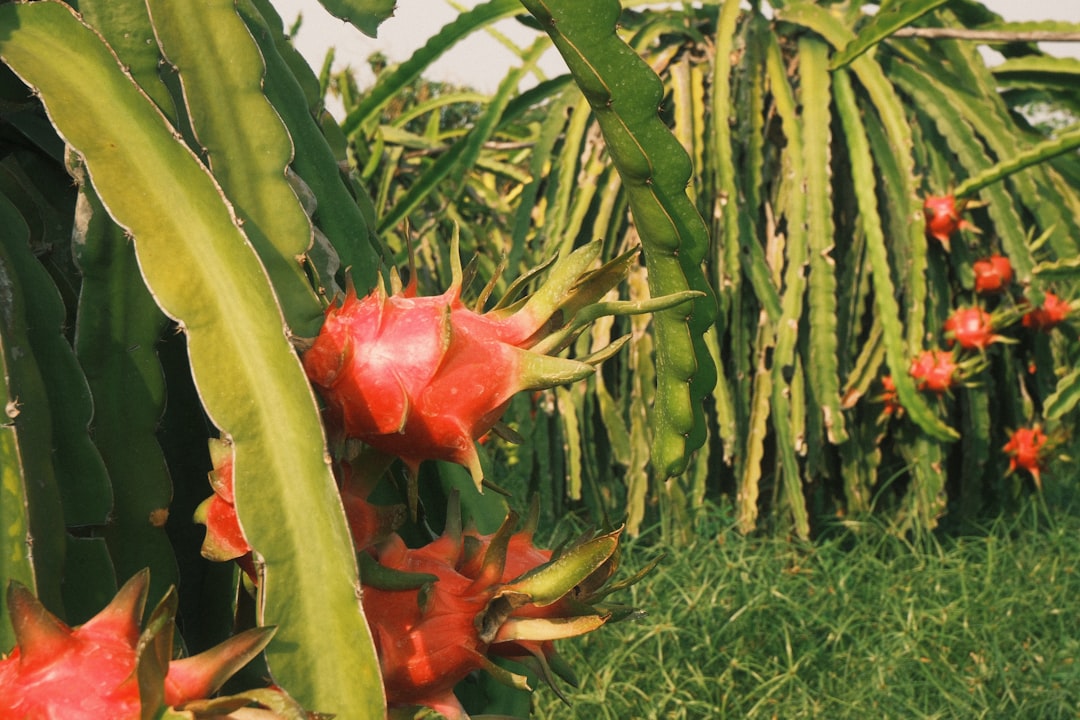 Dragon Fruit - Dragon fruit growing on a cactus plant