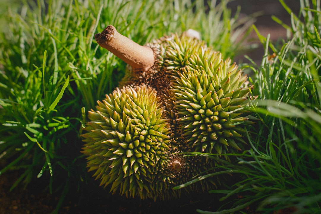 Durian - A bunch of fruit sitting on top of a lush green field
