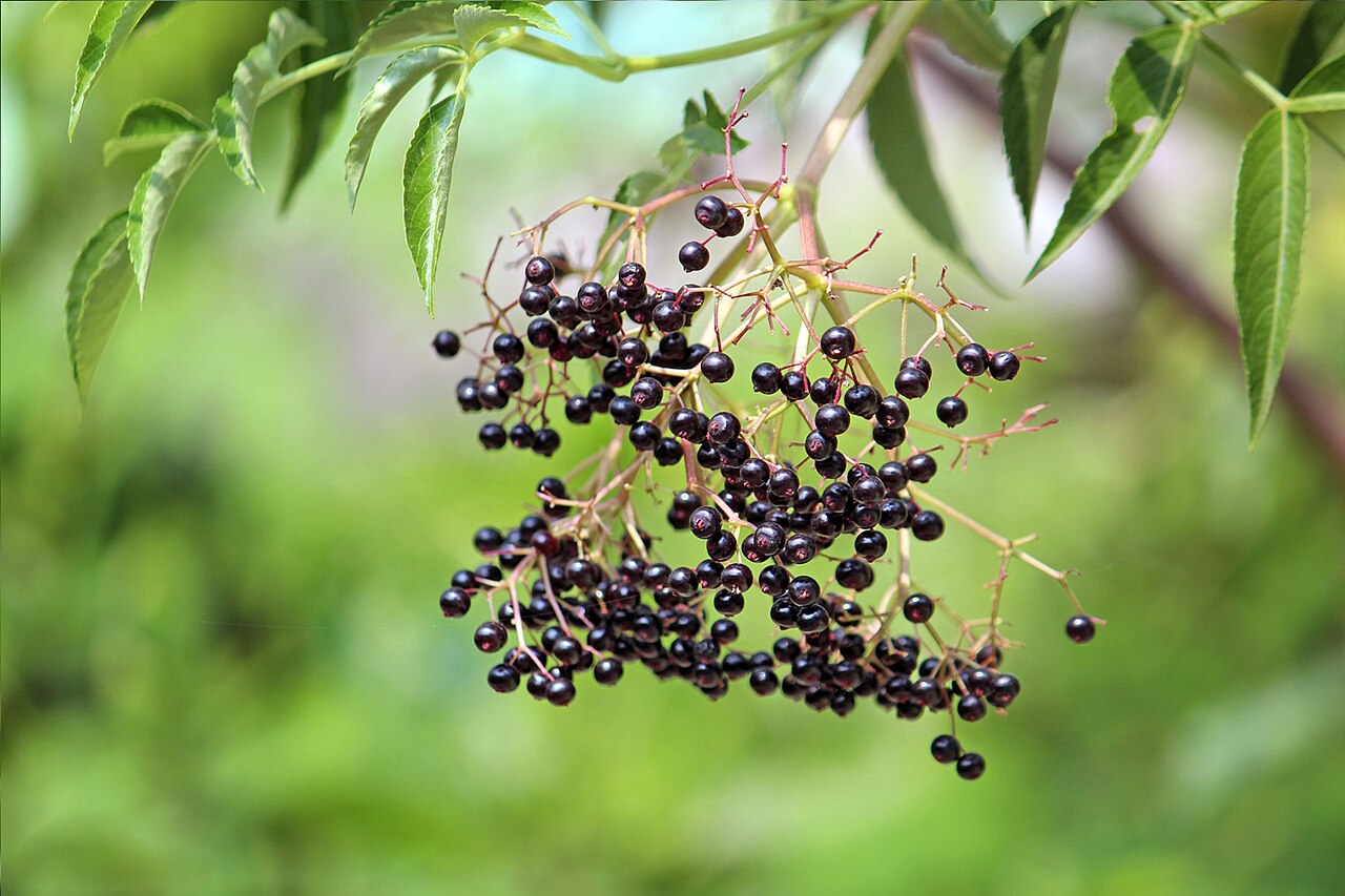 Elderberry - American elderberry