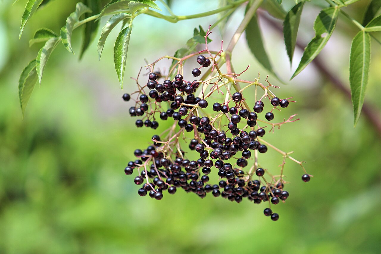 Elderberry - American elderberry (Sambucus canadensis)