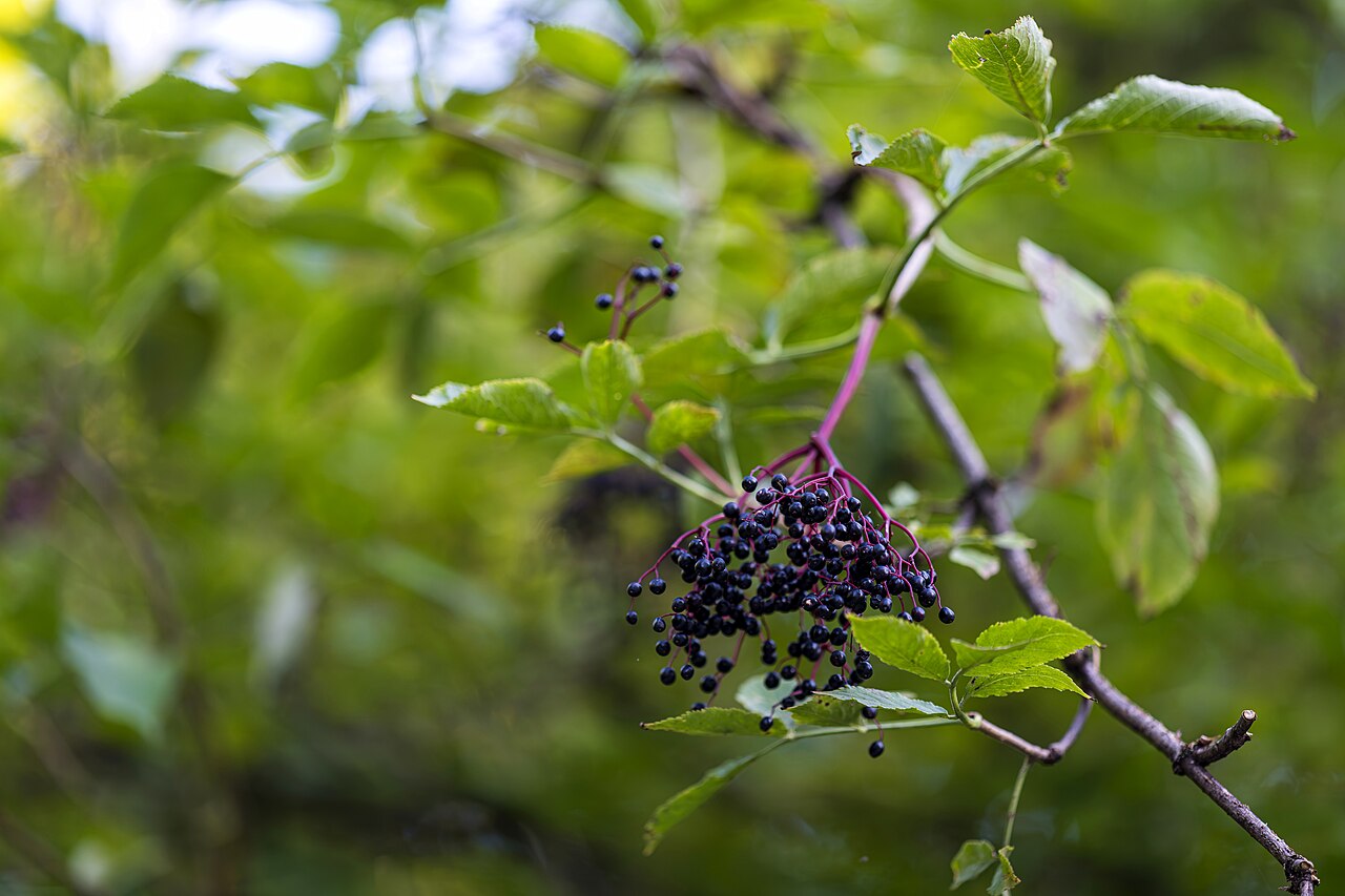 Elderberry - Ripe Elderberry, still on the Tree, in late Summer