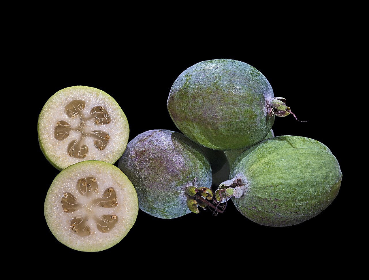 Feijoa - pineapple guava (Acca sellowiana syn : feijoa sellowiana, Myrtaceae) fruits.
Locality :Fronton, Haute-Garonne France.