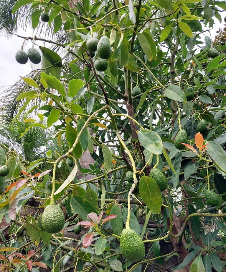Feijoa - Feijoa fruits on tree